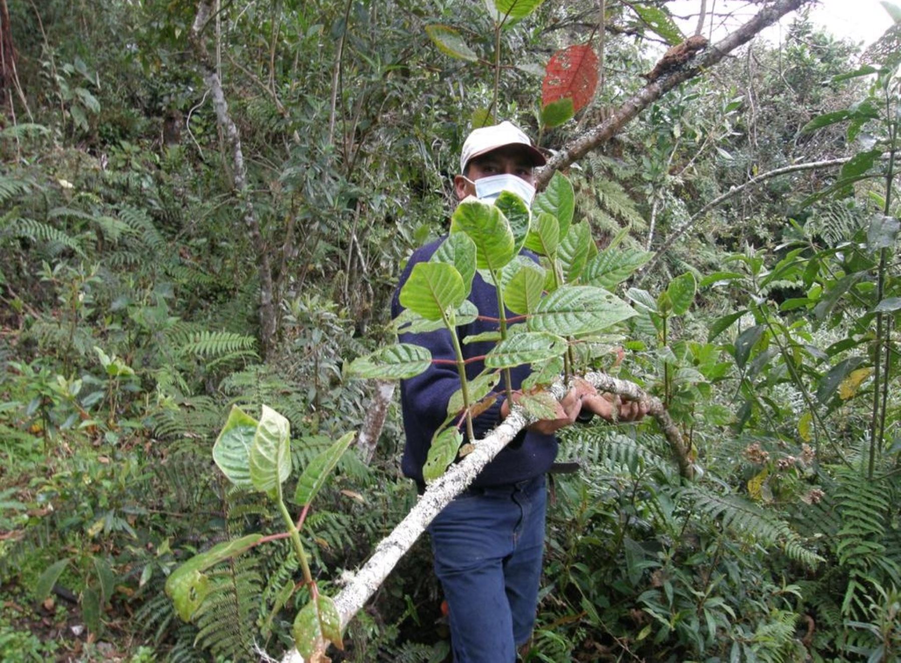 Agro Rural impulsa producción de 10,000 plantones de quina en Amazonas para repoblar el emblemático árbol en dicha región. ANDINA/Difusión