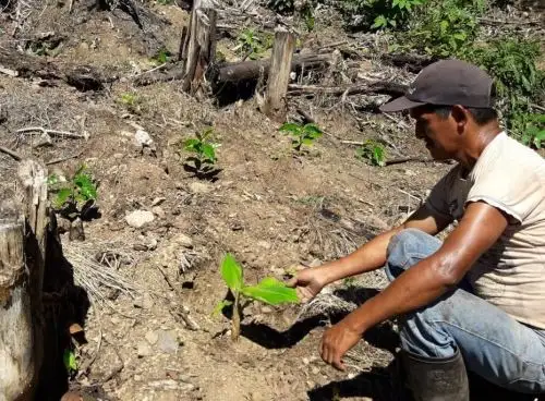 Agricultores del Vraem producirán café de alta calidad, gracias a la variedad desarrollada por el Instituto Nacional de Innovación Agraria (INIA) ANDINA/Difusión