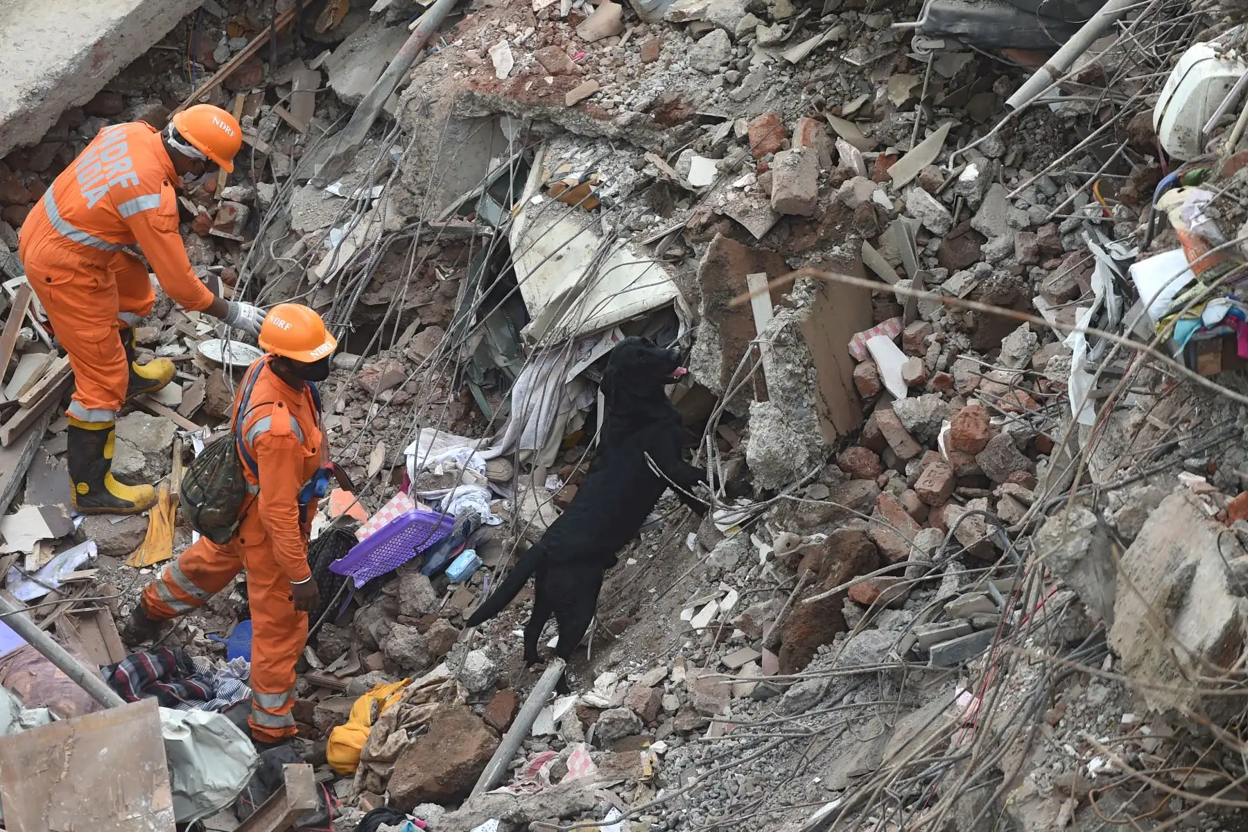 Equipos de rescate y canes entrenados tratan de encontrar cuerpos entre los escombros del edificio que se derrumbó en Mahad, India, el 25 de agosto de 2020. Foto: AFP