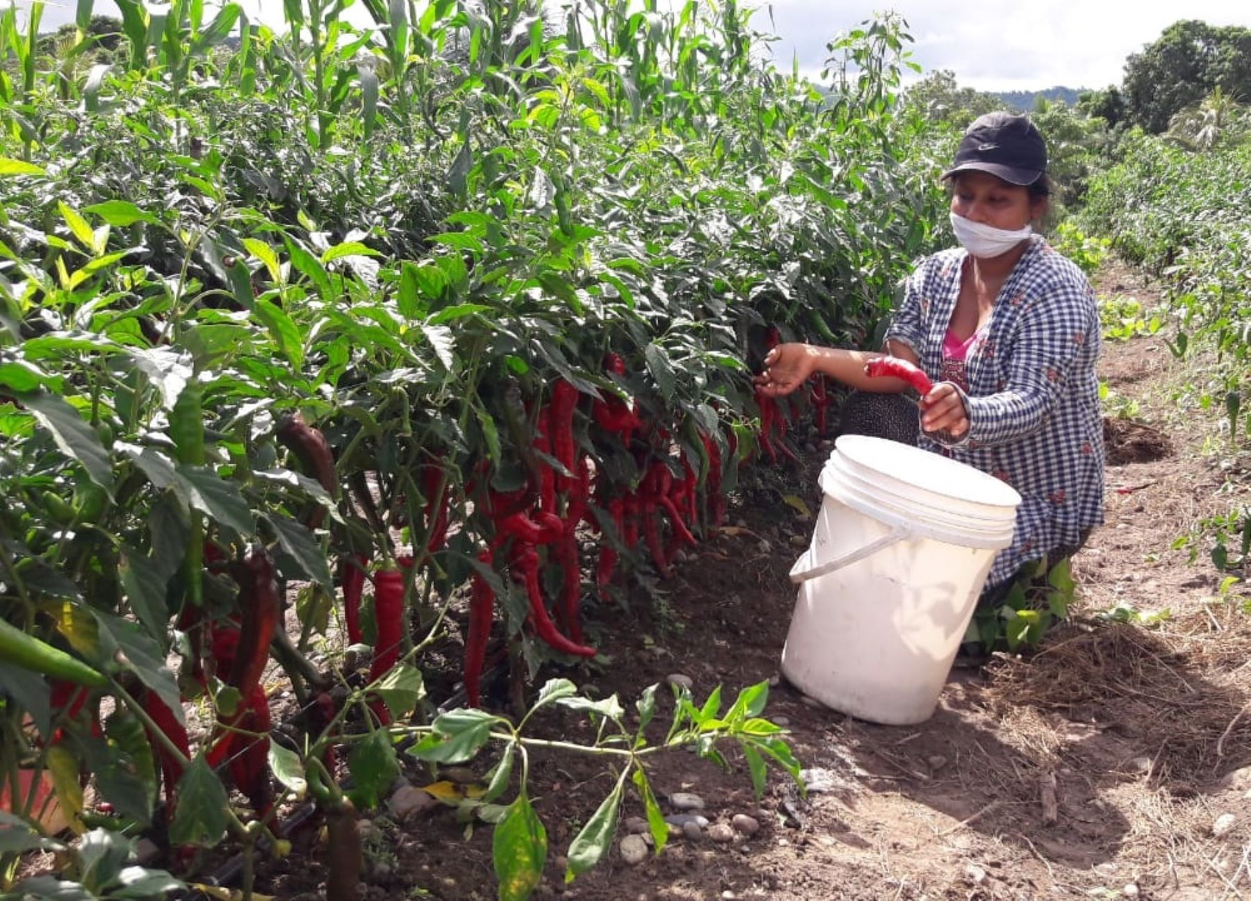 productores de diversas provincias de la región San Martín apuestan por el cultivo de ají cayena y habanero. Foto: ANDINA/archivo