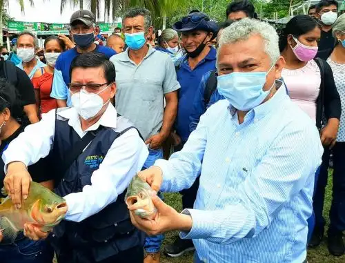 Loreto invierte más de S/ 30 millones en proyectos de ganadería y acuicultura en la provincia de Alto Amazonas.