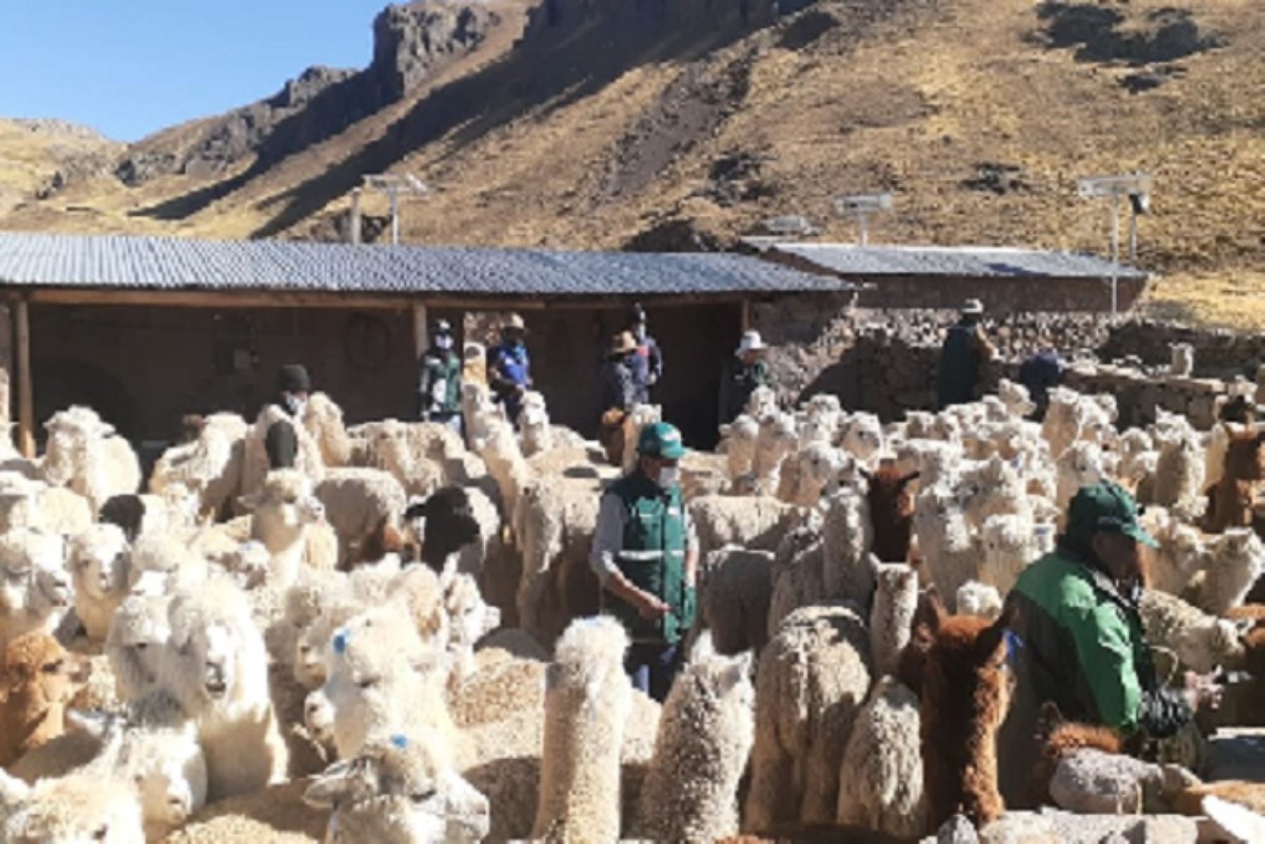 Agro Rural construirá 550 cobertizos para proteger a 55,000 cabezas de ganado en Cusco. ANDINA/Difusión