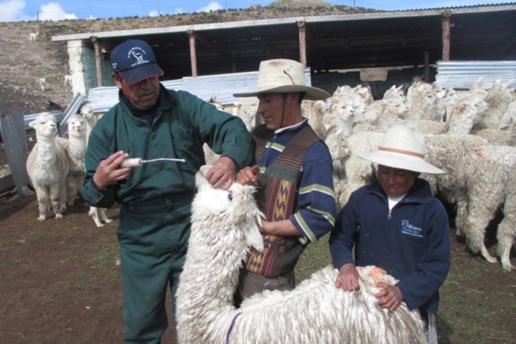 Productores de Arequipa introducen fibra de alpaca con calidad genética en mercados internacionales. Foto: Minagri