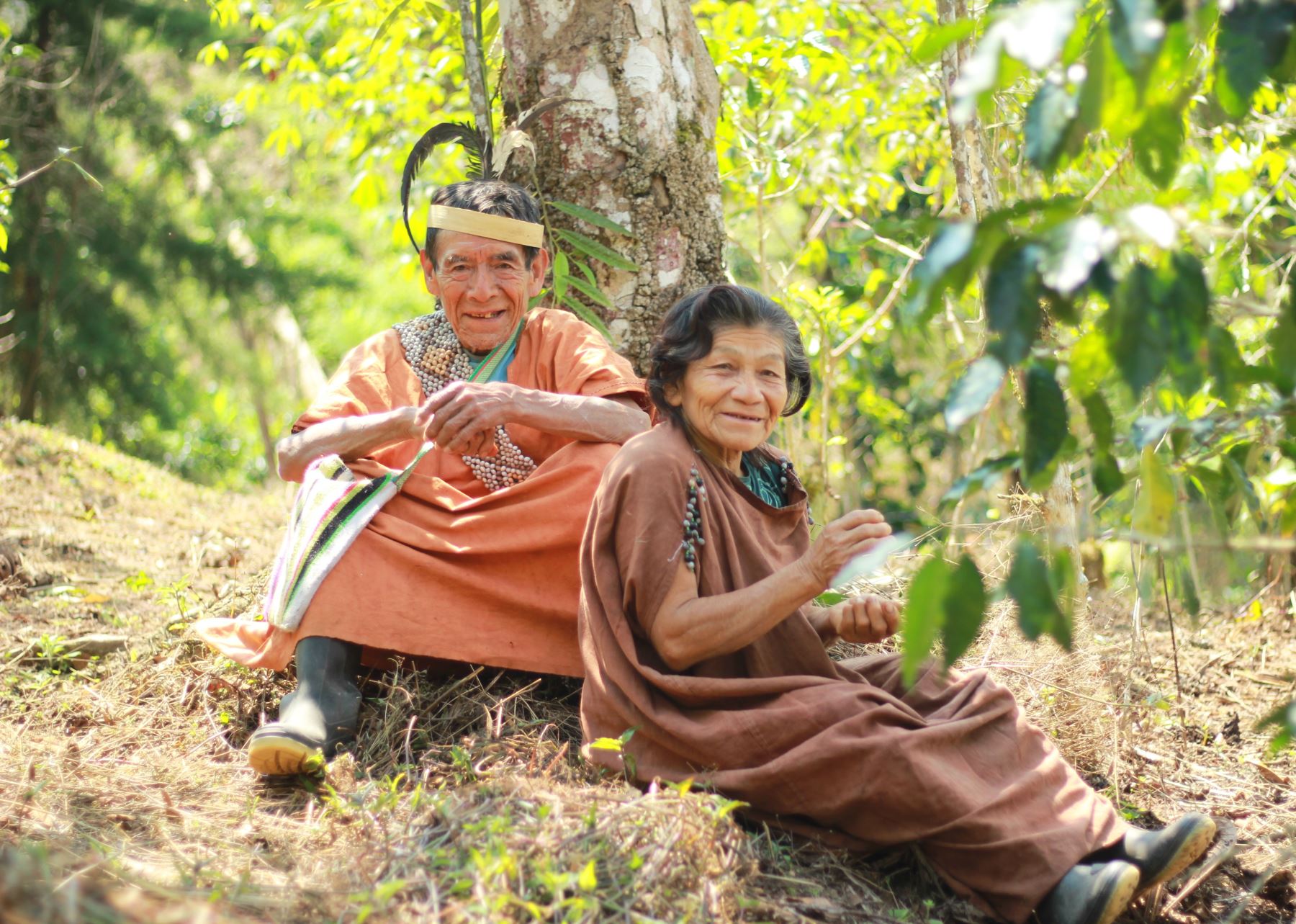 Productores adultos mayores de Huánuco y Pasco emprenden negocios de café con apoyo de sus comunidades y del programa Pensión 65.
