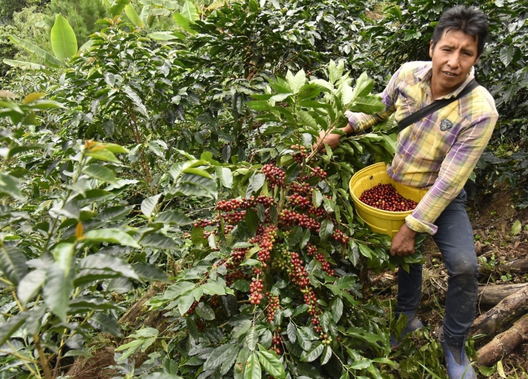 Conoce el exitoso emprendimiento del productor Efrén Machaca. Él lidera una iniciativa de cultivo de café de calidad en el distrito de Yanahuaya, provincia de Sandia, región Puno. ANDINA/Difusión