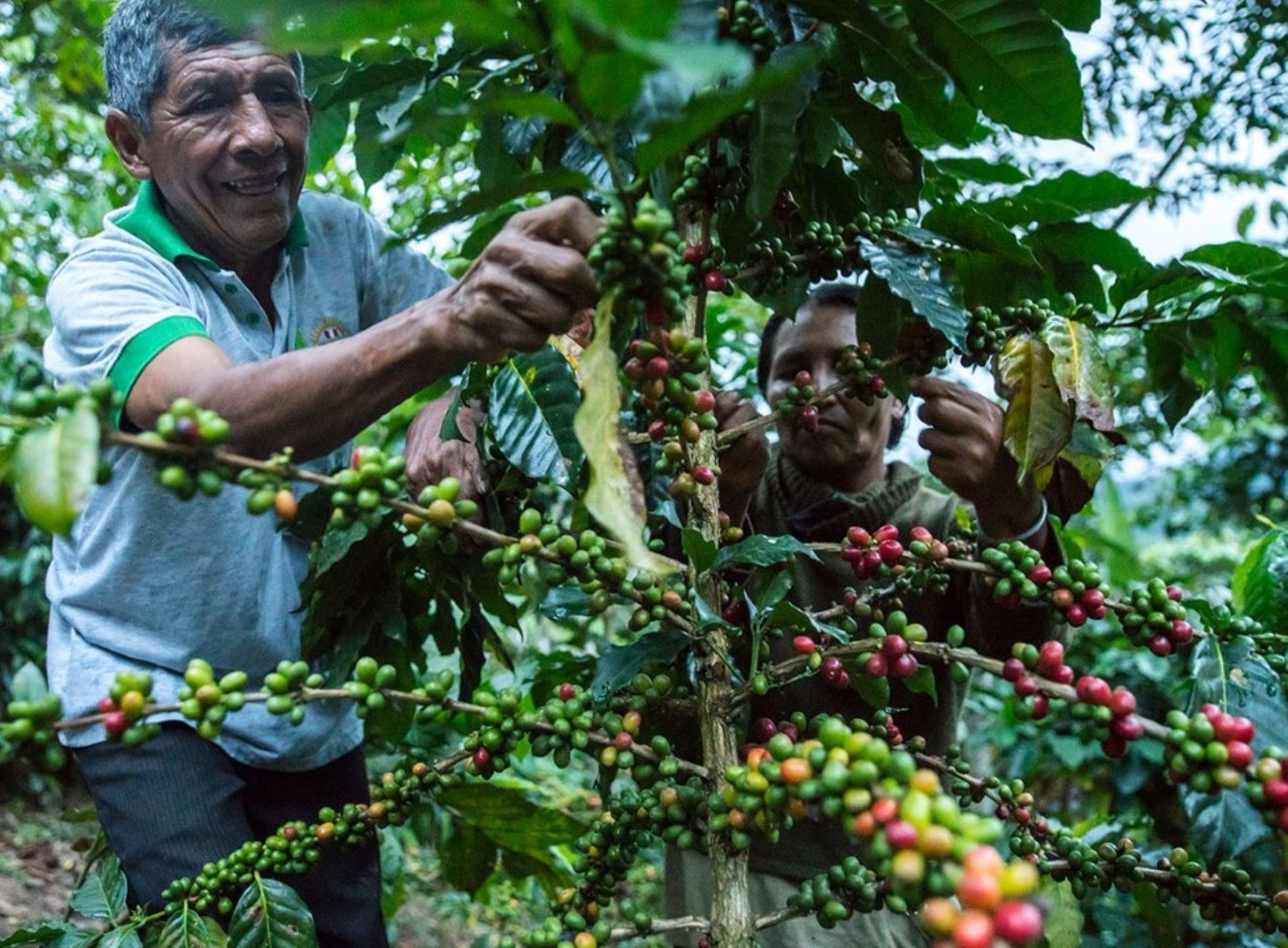 En el Día del Café peruano, más de 17,000 pequeños productores de café se benefician con 168 proyectos de innovación tecnológica que mejoran la calidad de este producto. ANDINA/Difusión
