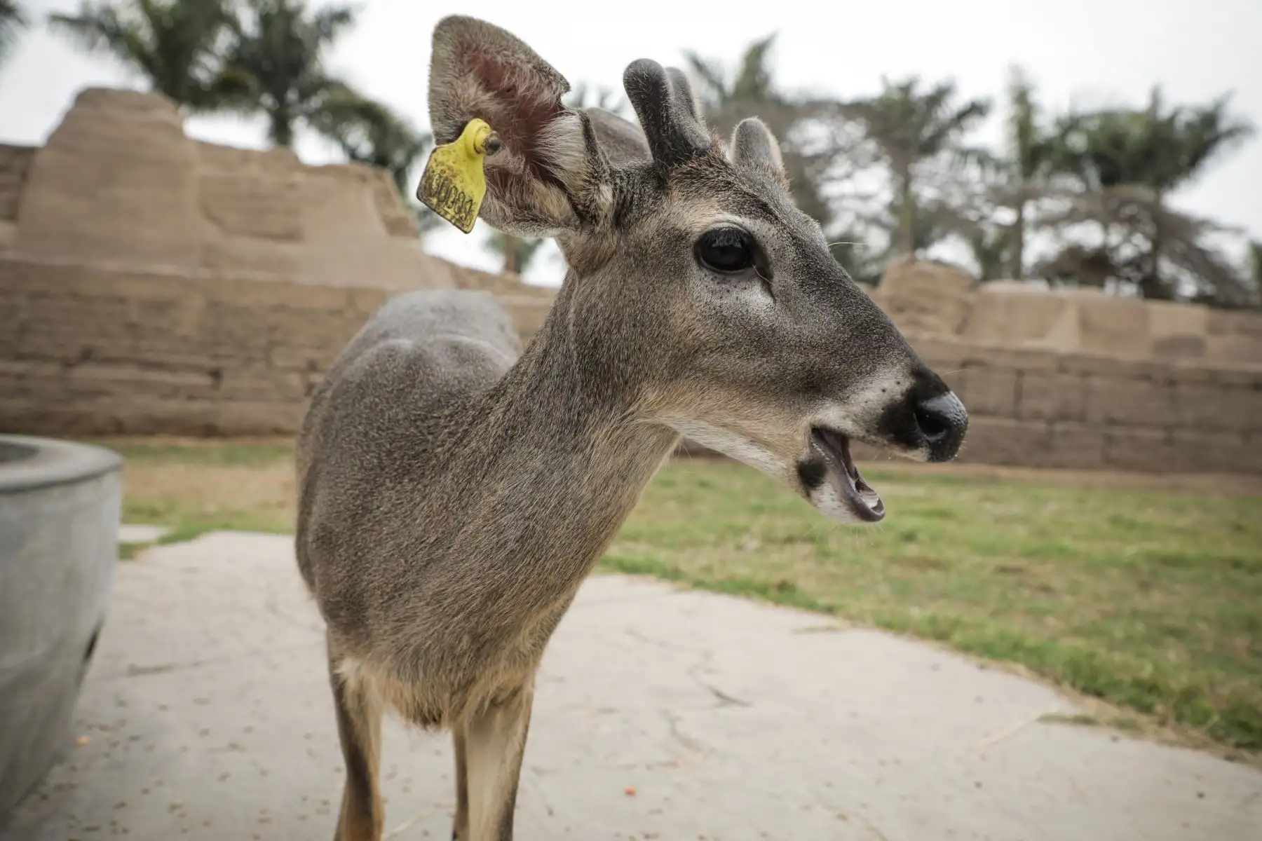 Hay 27 ejemplares de esta especie en el Parque de las Leyendas. Foto: ANDINA/Difusión