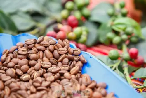 Más de 11,000 hectáreas de café abonadas con guano de las islas viene promoviendo Agro Rural del Ministerio de Agricultura y Riego (Minagri), desde el 2019 a la fecha. De esta manera logró que 9,545 pequeños caficultores mejoren la producción de sus cultivos. Foto: Agro Rural