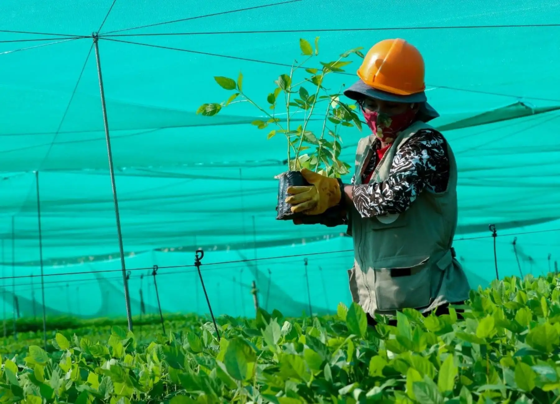 El Ministerio del Ambiente anunció que con especies nativas reforestarán zona de amortiguamiento de la Reserva Nacional Tambopata, ubicada en Madre de Dios, afectada por la minería ilegal.
