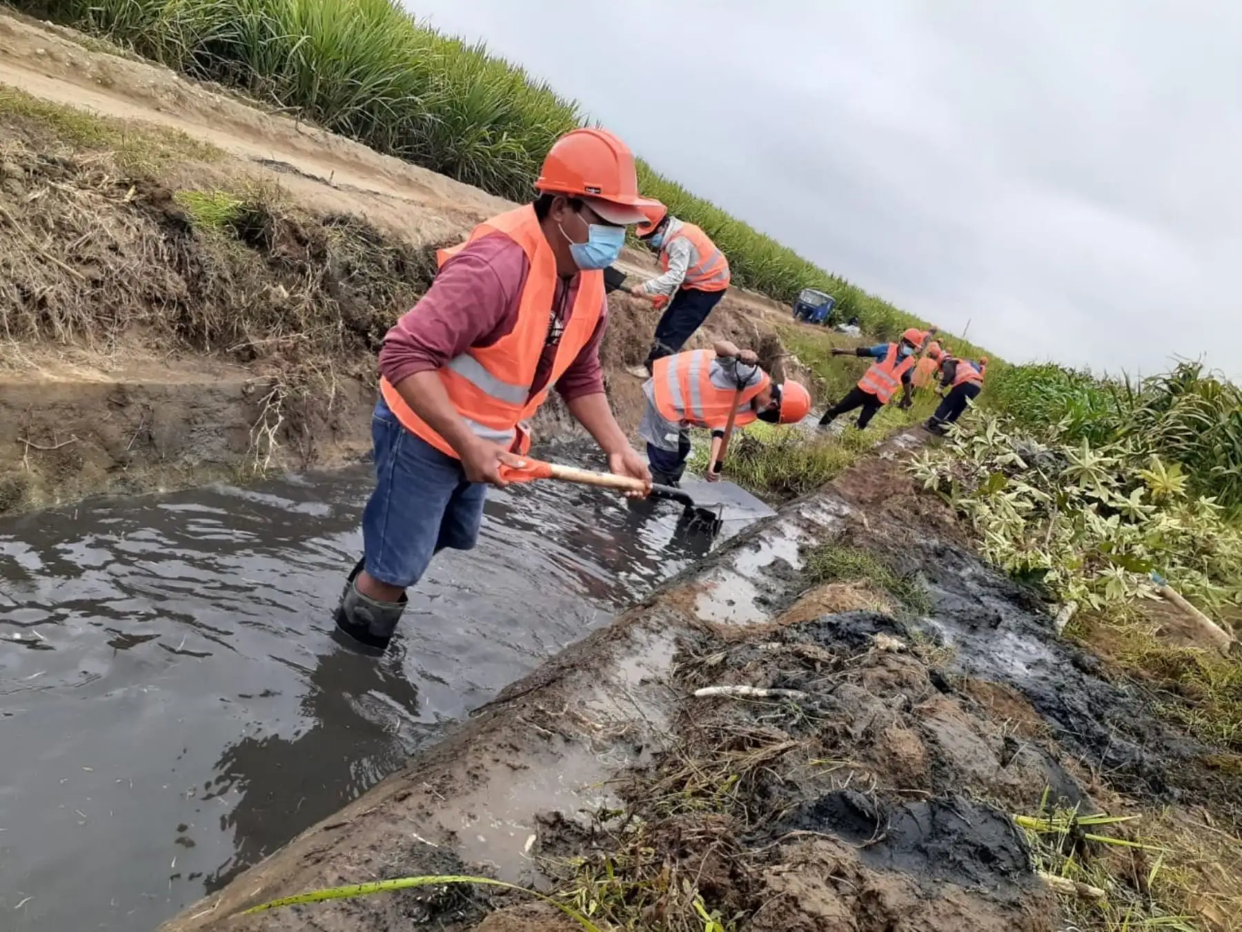 La actividad generará cerca de 1,850 jornales de trabajo, en beneficio de más de 2,000 familias. Foto: ANDINA/Difusión