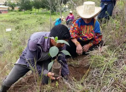 Más de 155,000 plantones de quina y aliso se producirán este año para reforestar zonas boscosas de diversas regiones del país.