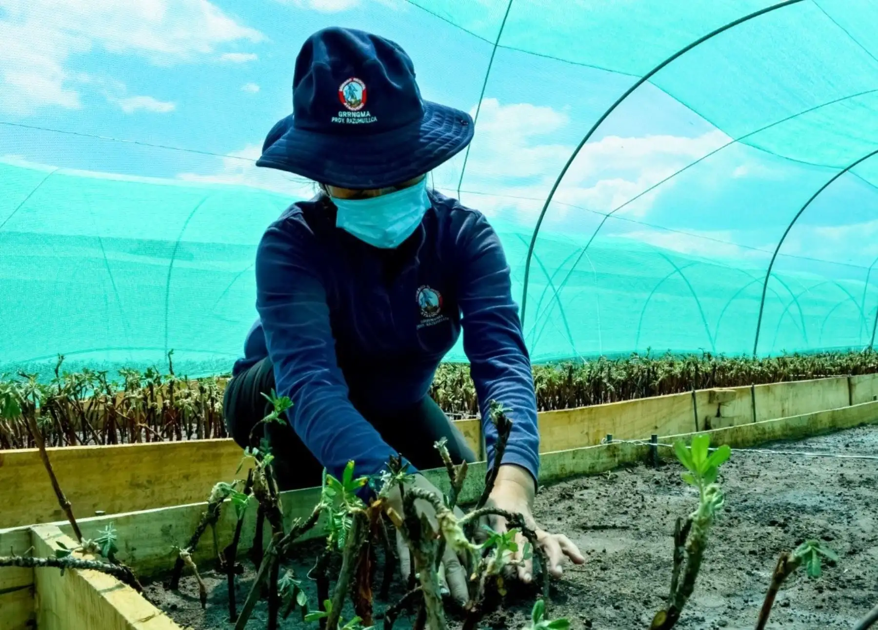 Vivero del Bicentenario de Ayacucho ya produce más de 100,000 plantones de árboles y plantas medicinales de especies nativas.