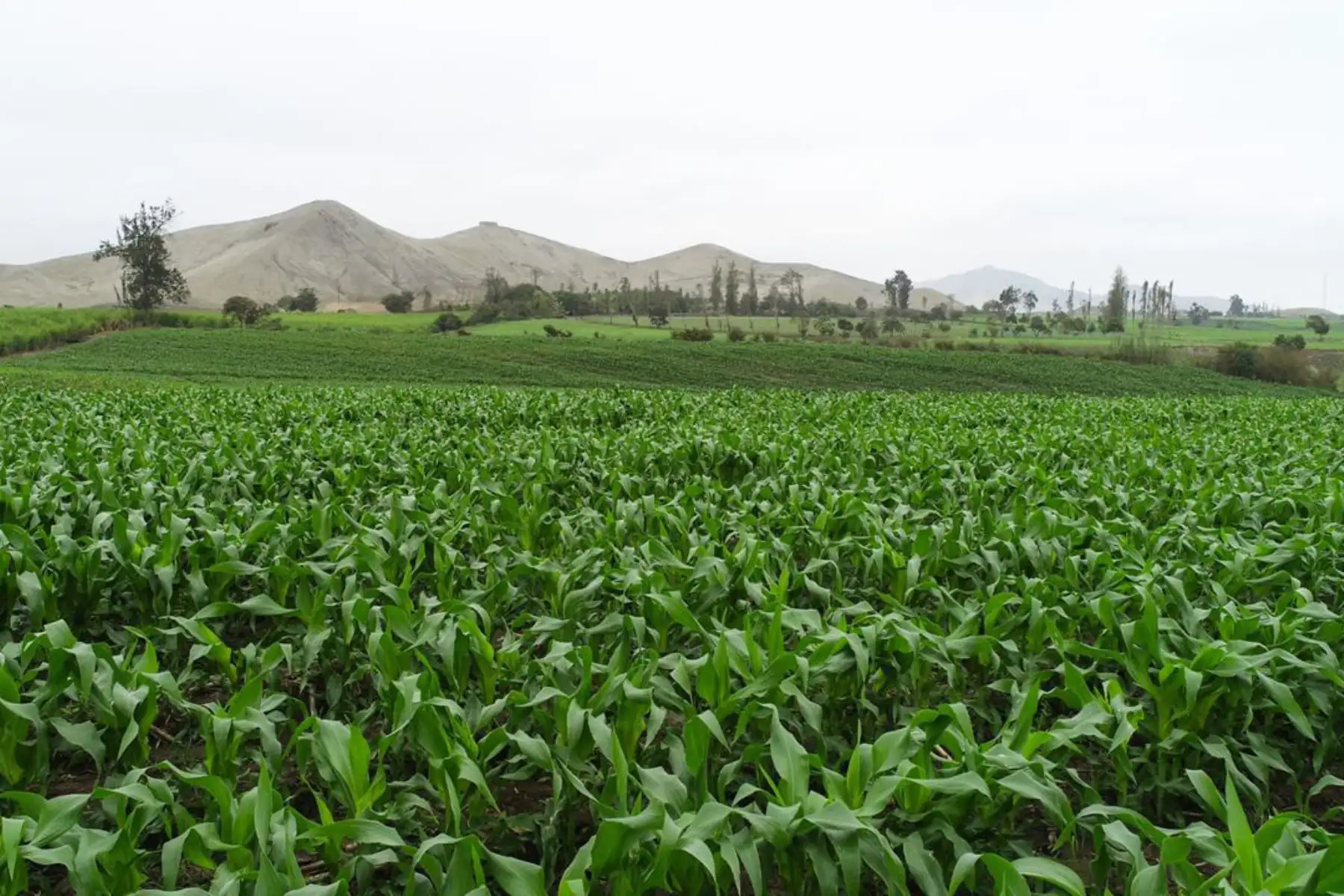 Ministro Jorge Montenegro firmó  convenio de cooperación interinstitucional, con el objetivo de incrementar la producción y productividad del cultivo de maíz amarillo duro en predios de productores de la Agricultura Familiar de las regiones de La Libertad, Ancash y Lima.
Foto: Minagri