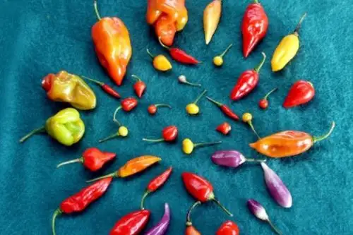 El ají, joya de la gastronomía peruana y que mañana celebrará su fiesta nacional. Foto: ANDINA/Difusión