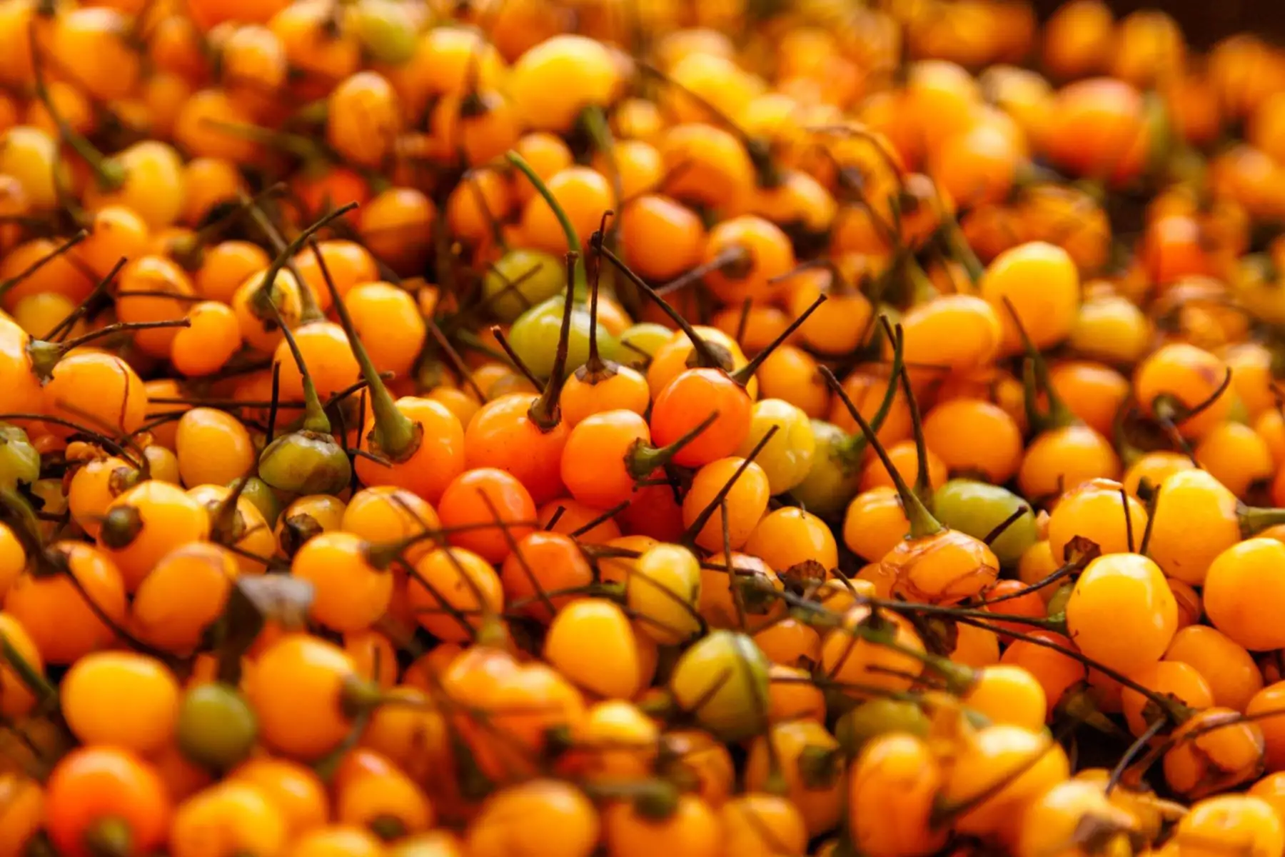 Con motivo del Día Nacional de los Ajíes, Agro Rural, unidad ejecutora del Ministerio de Agricultura y Riego, informó que alrededor de 40 toneladas de diversas variedades de ají, rocoto y pimiento fueron comercializadas en los Mercados Minagri De la Chacra a la Olla en todo el país, como un importante complemento para los productos de primera de necesidad ofrecidos a las familias locales. Foto: Minagri