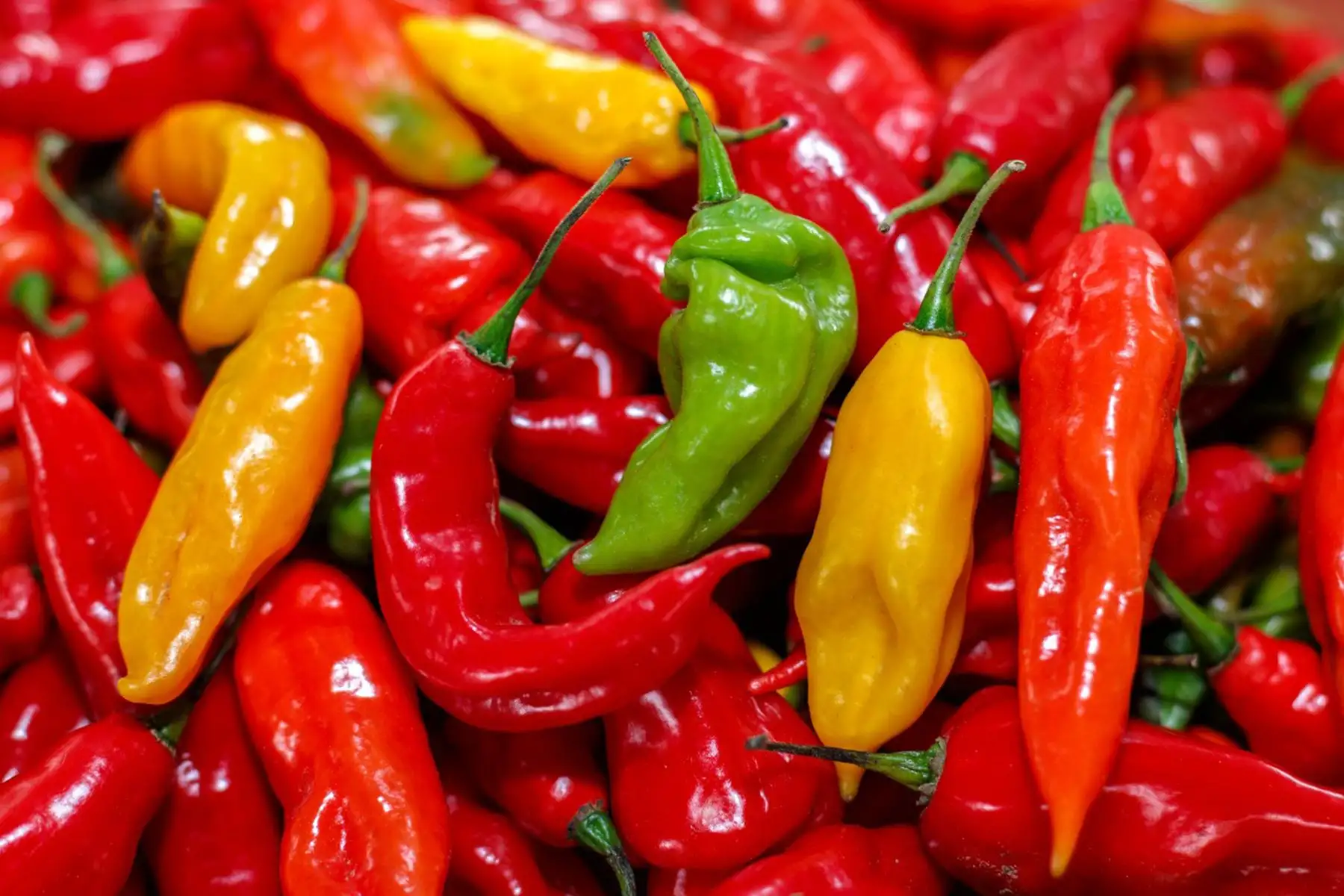 Los ajíes son alimentos cuyo principal componente es la capsaicina, una oleorresina presente en la familia capsicum que le confiere el sabor picante, pero que también tiene propiedades analgésicas y anticoagulantes, y en esto último beneficia a las personas con riesgo de enfermedades cardiovasculares. ANDINA/Difusión