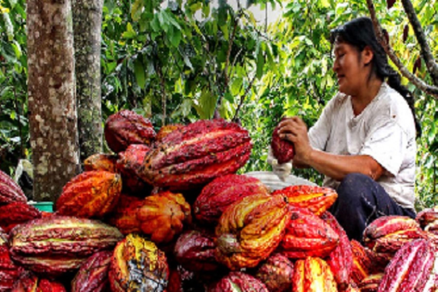 Cooperamaz desarrolla cadenas productivas de cacao, café y otros frutos de la Amazonía para lograr la sostenibilidad financiera de sus actividades de conservación.