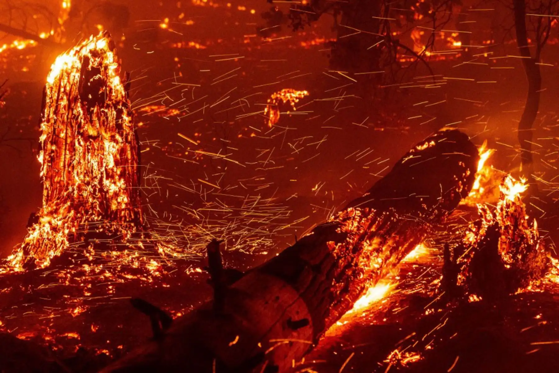 Un bombero intenta apagar el fuego mientras las llamas avanzan hacia las casas durante el incendio de Creek en el área de Cascadel Woods del condado de Madera, California. Foto: AFP