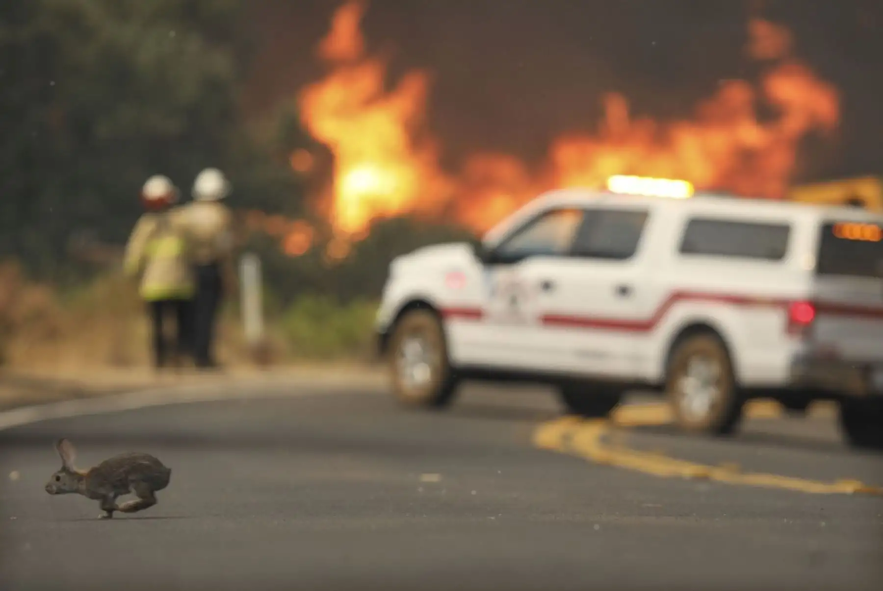 Los bomberos del condado de San Miguel luchan contra un incendio forestal a lo largo de Japatul Road durante el incendio del valle en Jamul, California. Foto: AFP