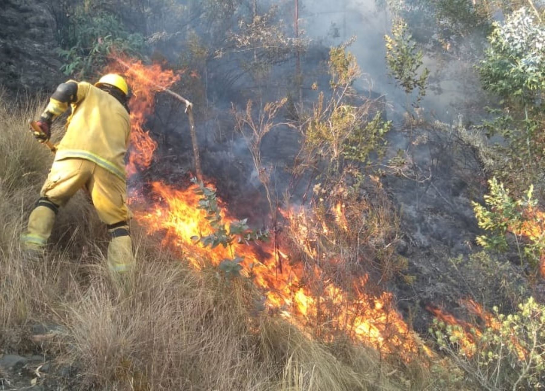 Los incendios forestales continúan haciendo estragos en la región Áncash, el COER reportó que en las últimas 24 horas se han registrado cinco siniestros.  ANDINA/Difusión