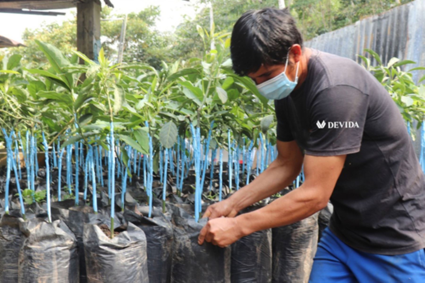 Familias agricultoras del distrito de Villa Rica, en la región Pasco, se beneficiarán con plantones de palto. Foto: ANDINA/Difusión