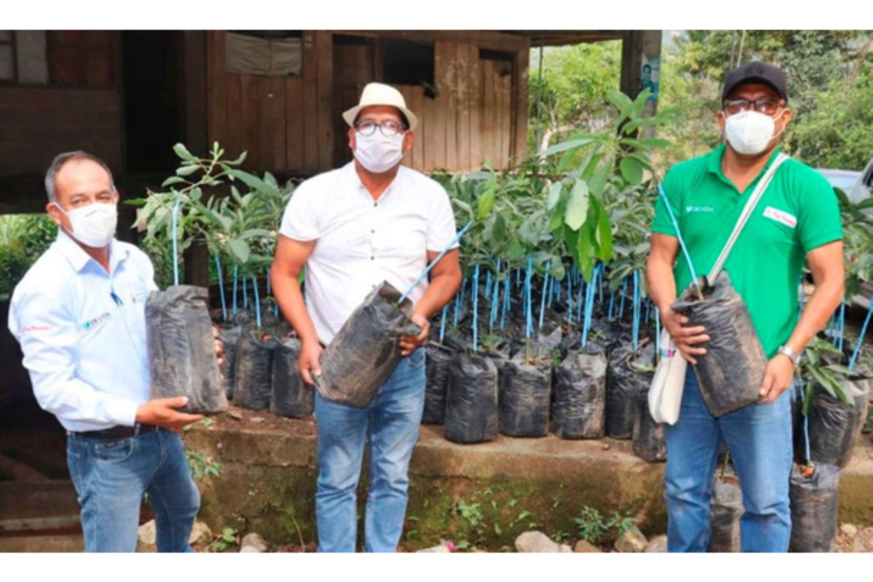 Familias agricultoras del distrito de Villa Rica, en la región Pasco, se beneficiarán con plantones de palto. Foto: ANDINA/Difusión