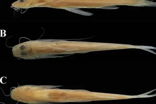 Una nueva especie de “bagre menudo” fue descubierta en los ríos Putumayo y Nanay, en la cuenca del río Amazonas, en la región Loreto, y nombrada en homenaje al Parque Nacional Yaguas. Foto: Sernanp