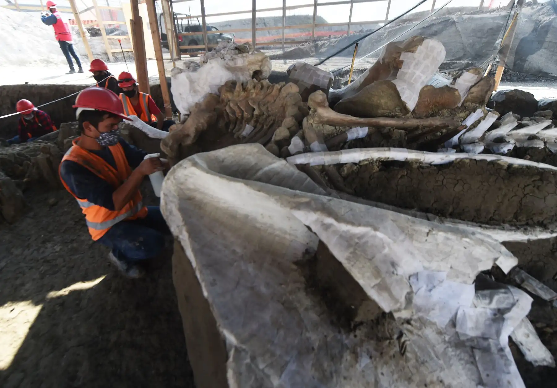 Paleontólogos del Instituto Nacional de Antropología trabajan en la preservación de los esqueletos de mamuts hallados en la base militar Santa Lucía, en Zumpango, México. Foto: AFP.