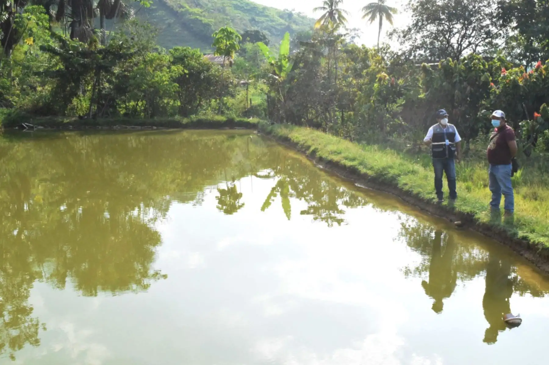 En el valle del Monzón, región Huánuco, existen más de 500 estanques piscícolas habilitados para la producción de alevinos y peces tropicales. Foto: Gobierno regional de Huánuco