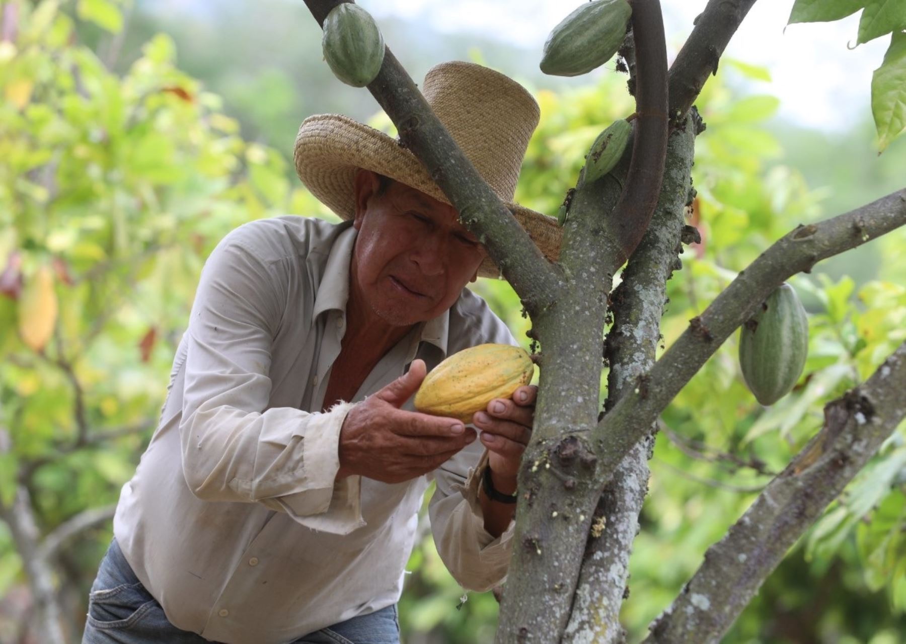 Los productores de cacao del Vraem son los principales beneficiarios del Plan de Fortalecimiento de la Productividad que puso en marcha Produce en la zona. ANDINA/Difusión
