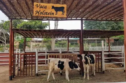 Foto: Municipalidad de Lima
