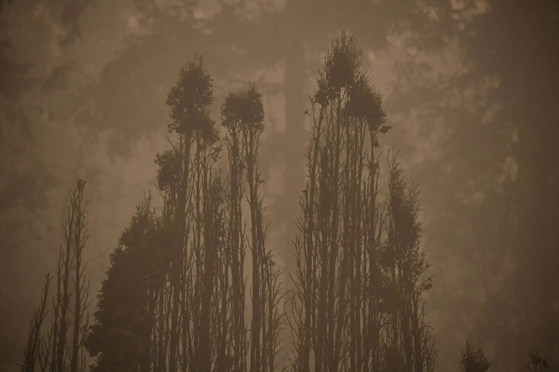 La silueta esquelética de los árboles quemados se aprecian después de que un incendio forestal arrasara varias casas en Estacada, Oregón. Foto: AFP