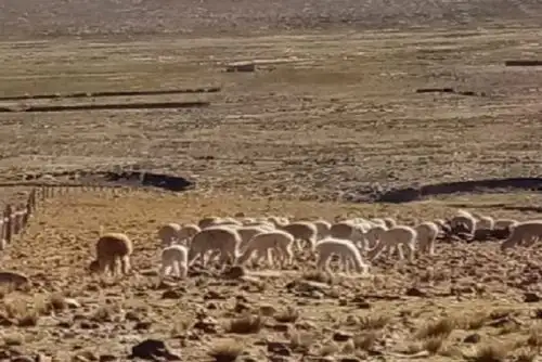 El Senamhi aconseja proteger a las crías, juveniles, animales débiles y gestantes en cobertizos; prever y hacer uso de antibióticos, antipiréticos y forraje para el tratamiento de los animales enfermos; evitar el pastoreo prolongado.