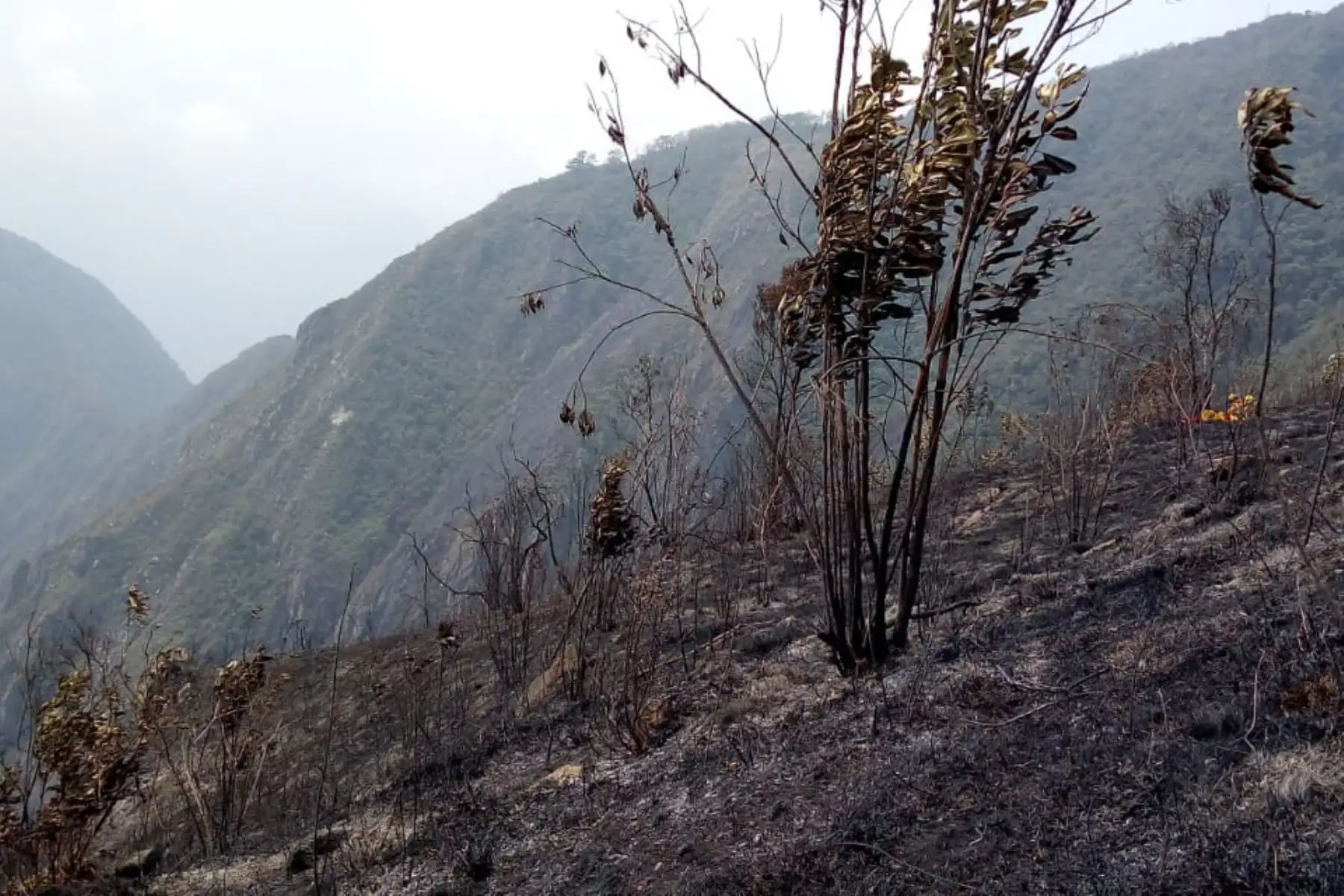 Guardaparques bomberos del Sernanp coordinan acciones para control y mitigación de incendio forestal que se registra en el cerro Calvario, en el Santuario Histórico de Machupicchu. Se viene coordinando acciones con plataforma para la atención del incendio. Foto: Sernanp