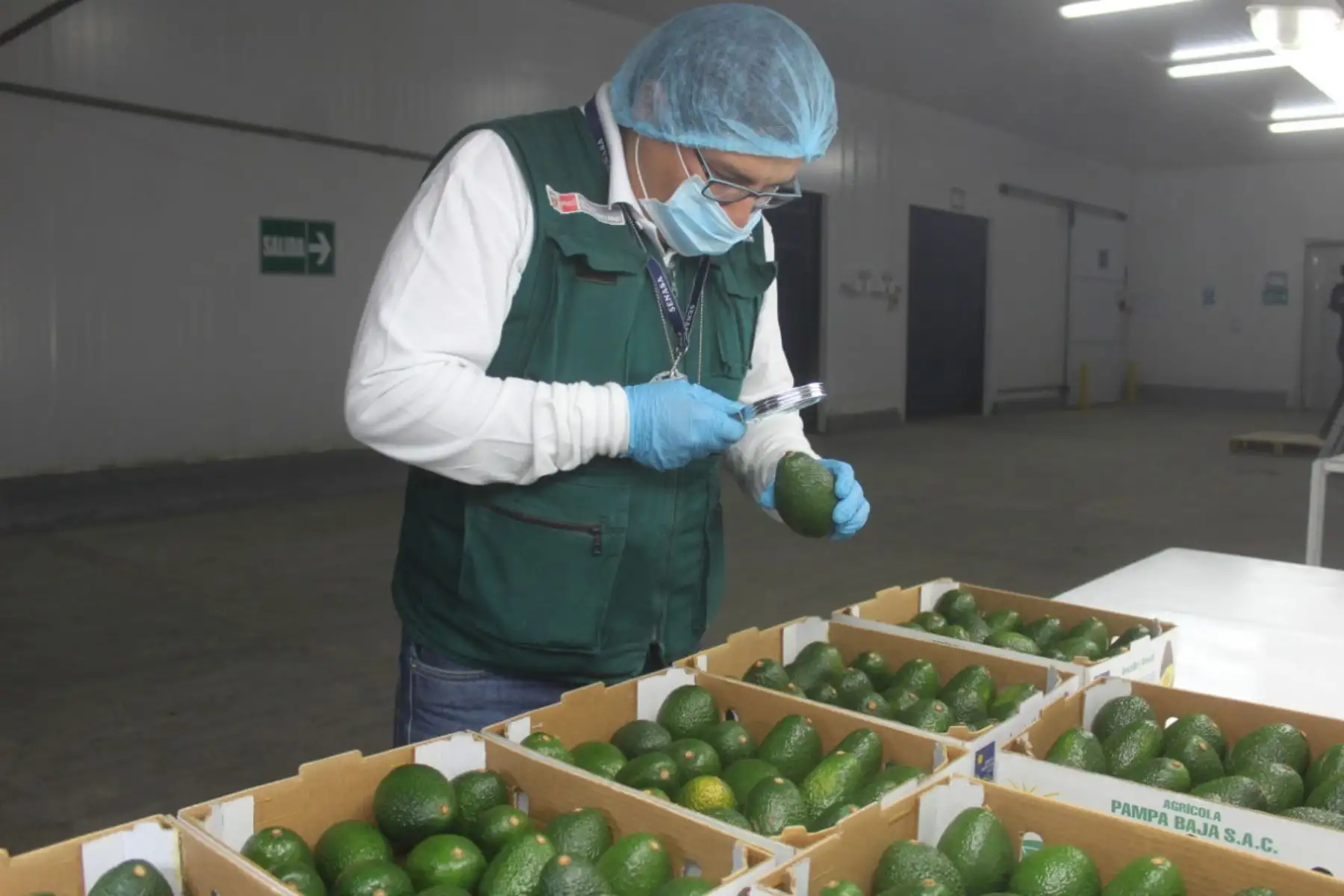 Las paltas de Arequipa llegaron a las mesas de Estados Unidos, Chile, España y otros países de la Unión Europea, informó el Senasa. Foto: ANDINA/Difusión