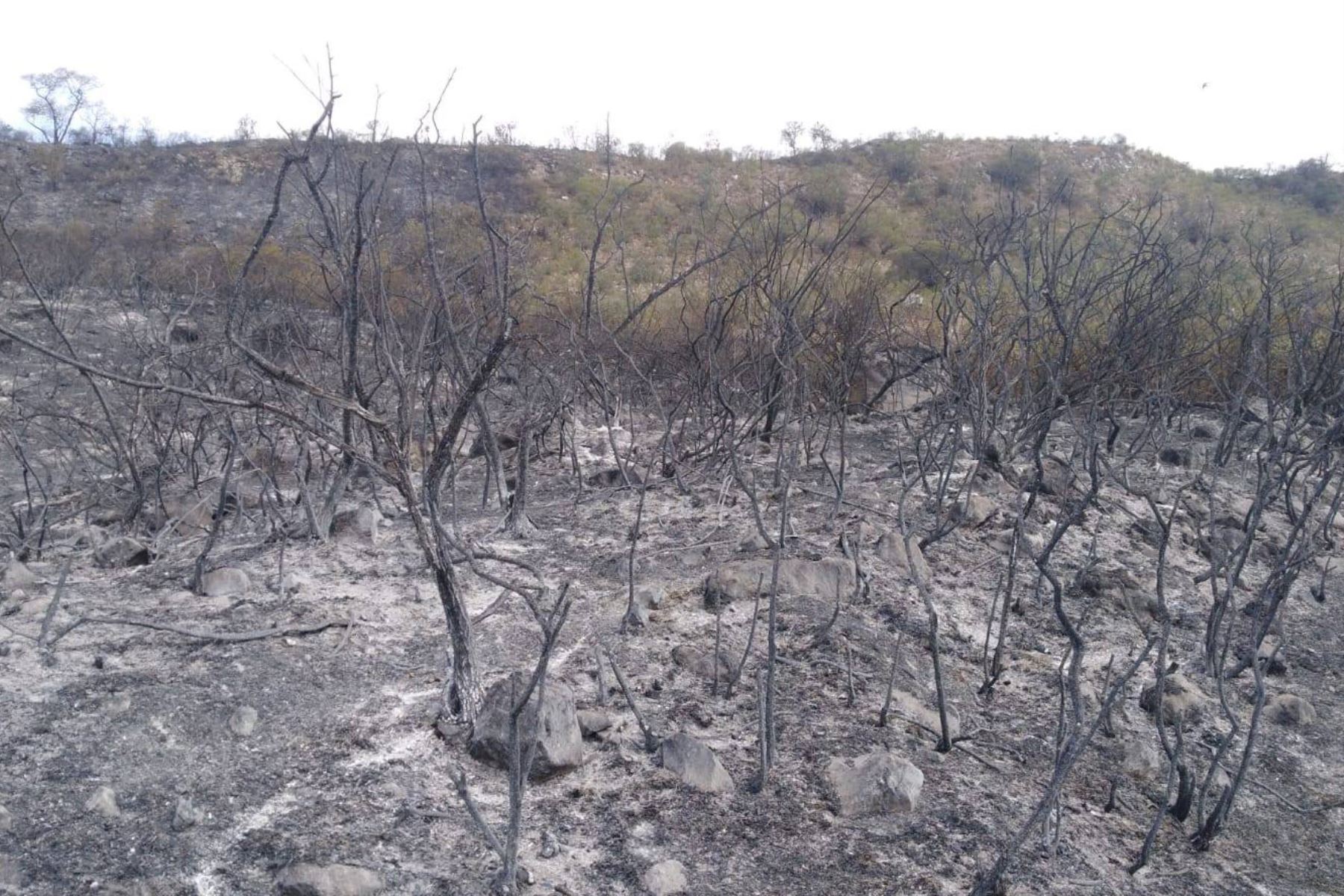 Tras una ardua labor se logró extinguir el incendio forestal que afectó 40 hectáreas de pastos naturales en la zona de amortiguamiento del parque nacional Huascarán. Foto: Cortesía Gonzalo Horna