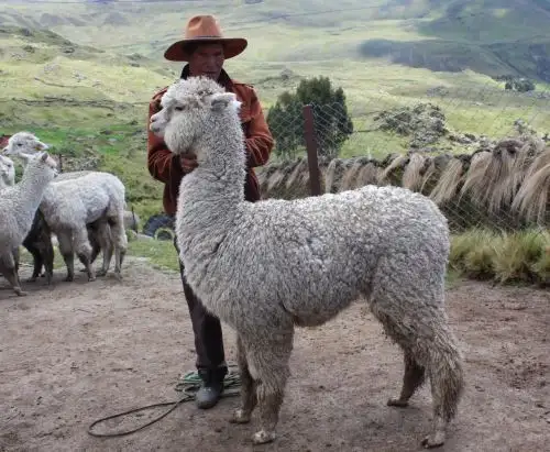 El Ministerio de Desarrollo Agrario y Riego invierte más de S/ 32 millones para mejorar calidad genética de alpacas. ANDINA/Difusión