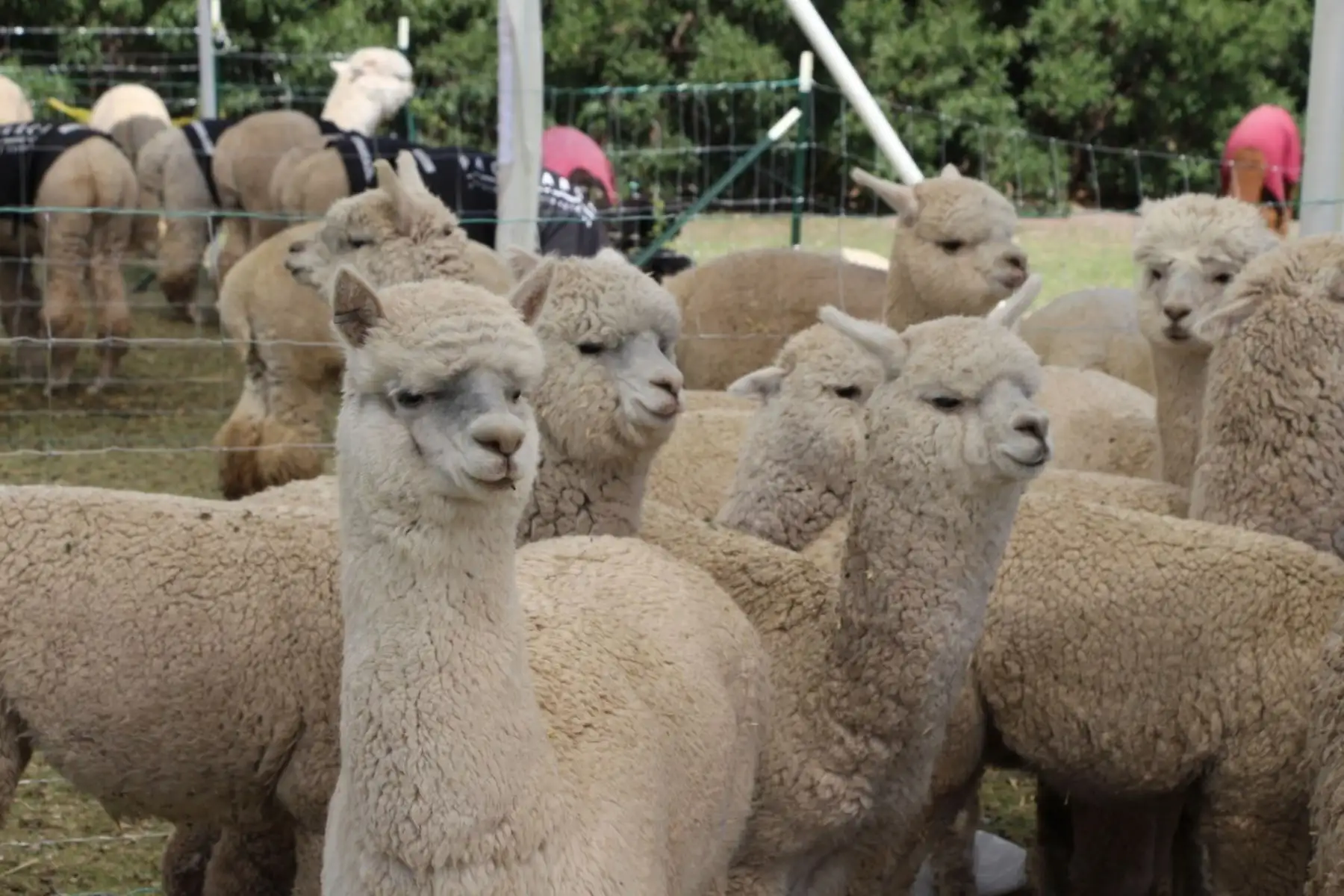 Alpacas. Foto: ANDINA/Difusión.