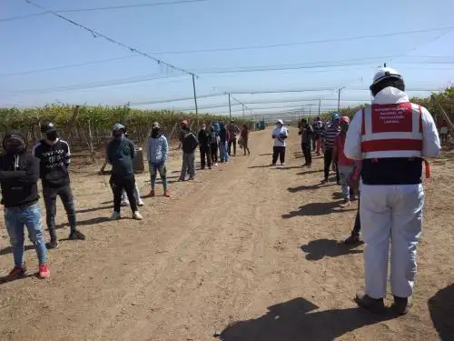 Inspectores de Sunafil hallaron en Ica a una empresa agroexportadora que obligaba a sus 140 trabajadores a laborar sin respetar sus derechos.