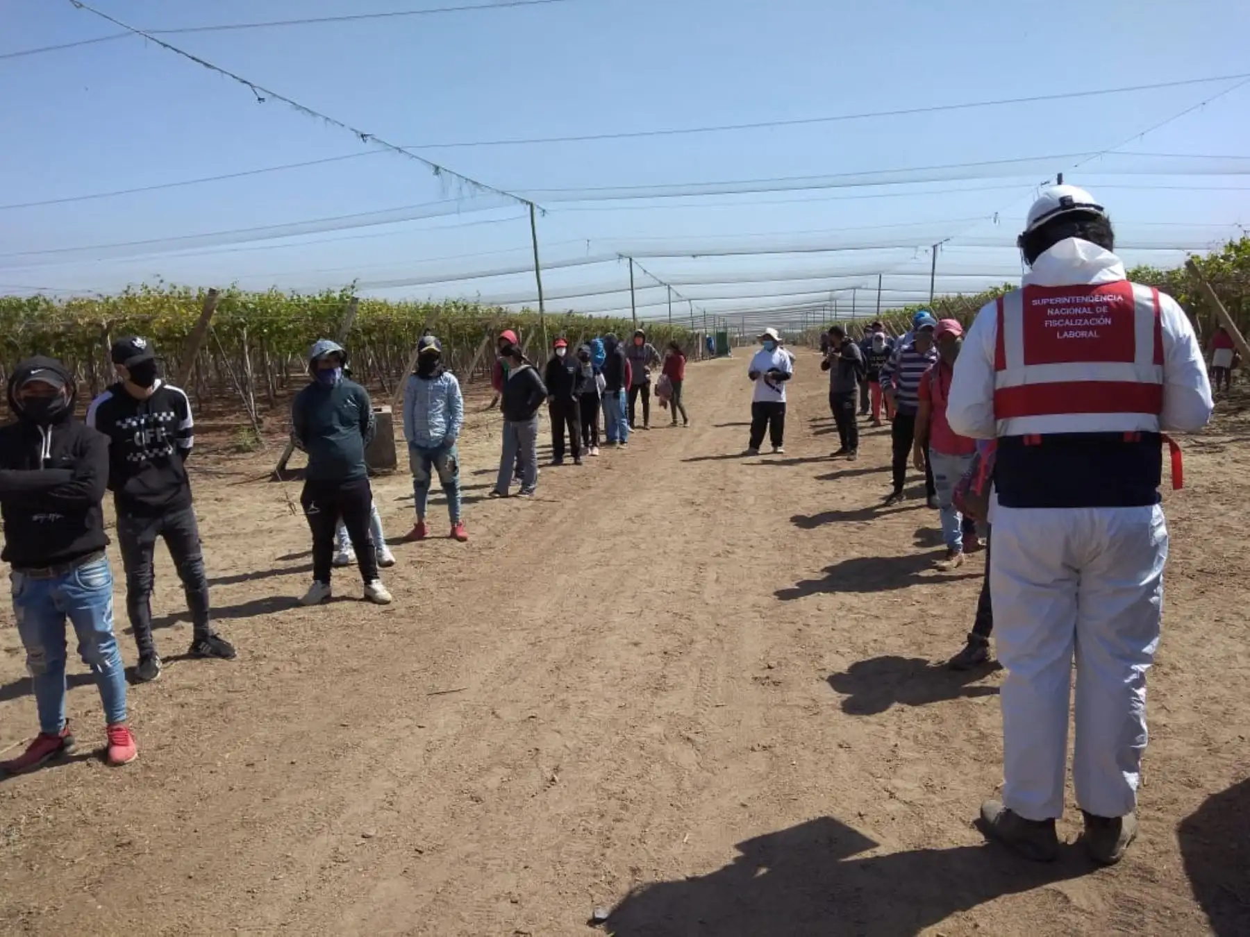 Inspectores de Sunafil hallaron en Ica a una empresa agroexportadora que obligaba a sus 140 trabajadores a laborar sin respetar sus derechos.