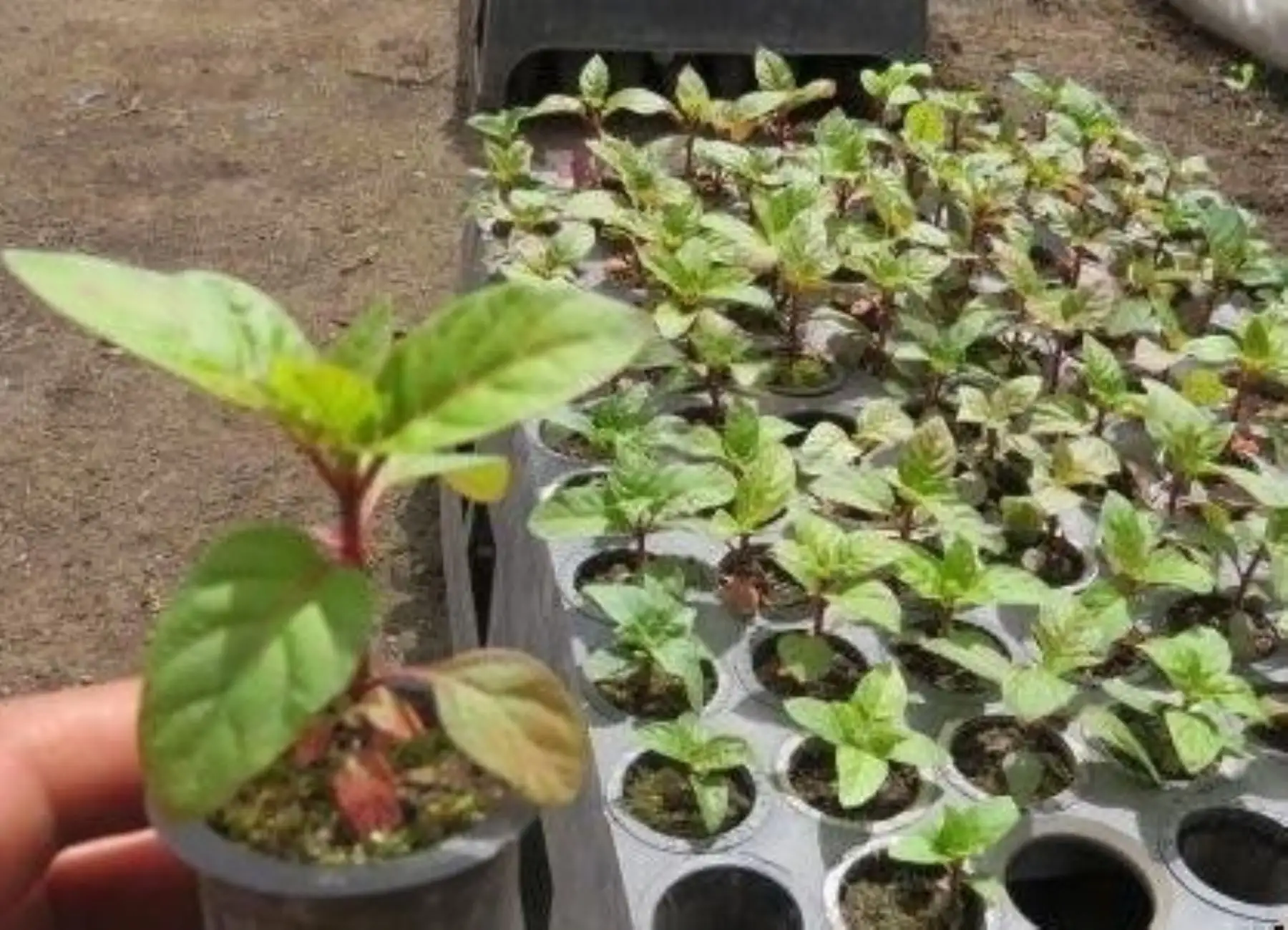 Ministerio del Ambiente impulsa reforestación en Cajamarca con siembra del árbol de la quina y otras especies nativas. ANDINA/Difusión