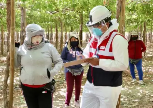 La Superintendencia Nacional de Fiscalización Laboral (Sunafil), a través de la Intendencia Regional de Ica, realizó una orientación y asistencia técnica a diversos medios de transporte informales que trasladan a trabajadores a los diversos fundos de las empresas agroexportadoras situadas en dicha ciudad. Foto: Sunafil