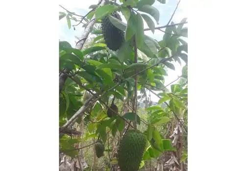 Agricultores de la región San Martín innovan con cultivo de guanábana.
