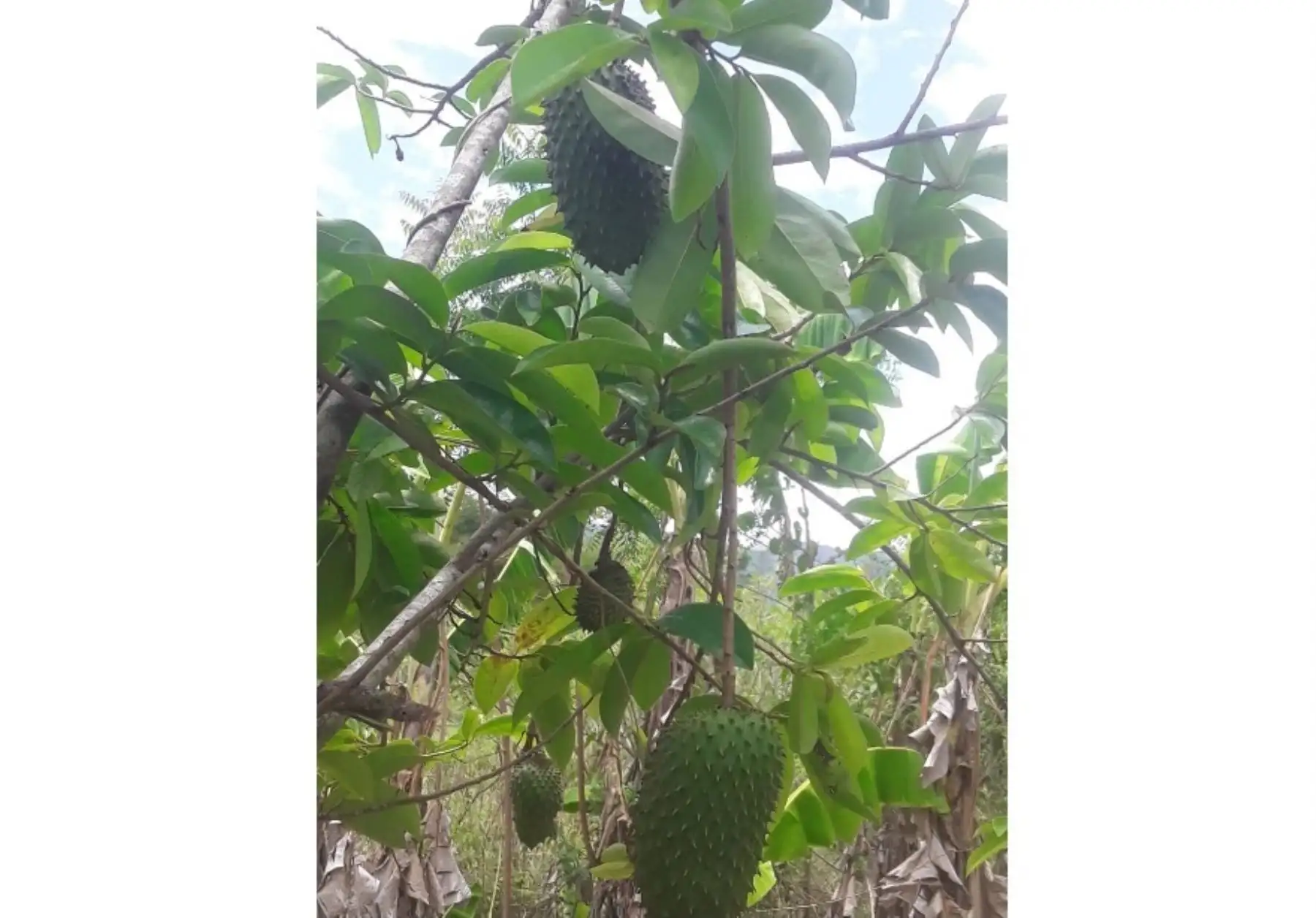Agricultores de la región San Martín innovan con cultivo de guanábana.