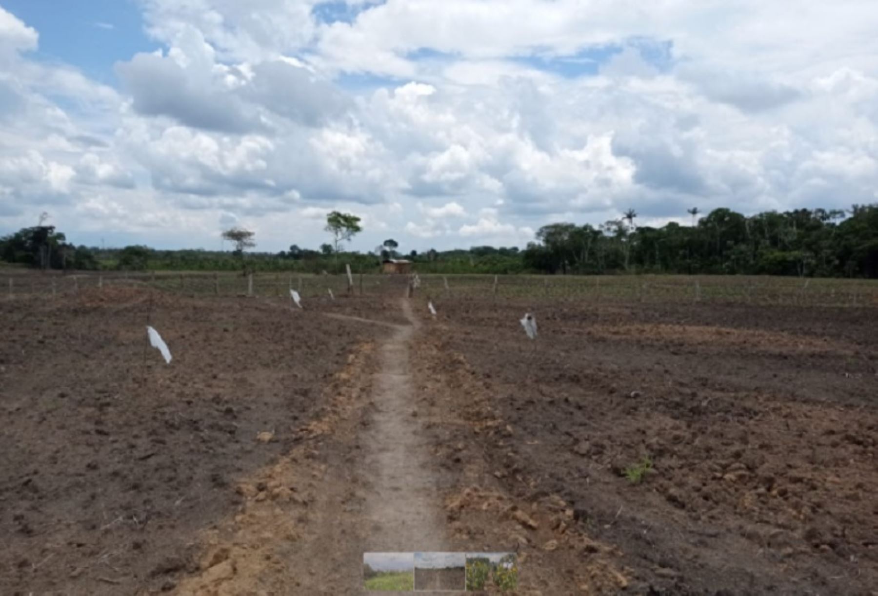 Investigadores de la Universidad Nacional de San Martín desarrollaron un proyecto que propone usar microorganismos para recuperar suelos degradados de pasturas en la región San Martín. ANDINA/Difusión