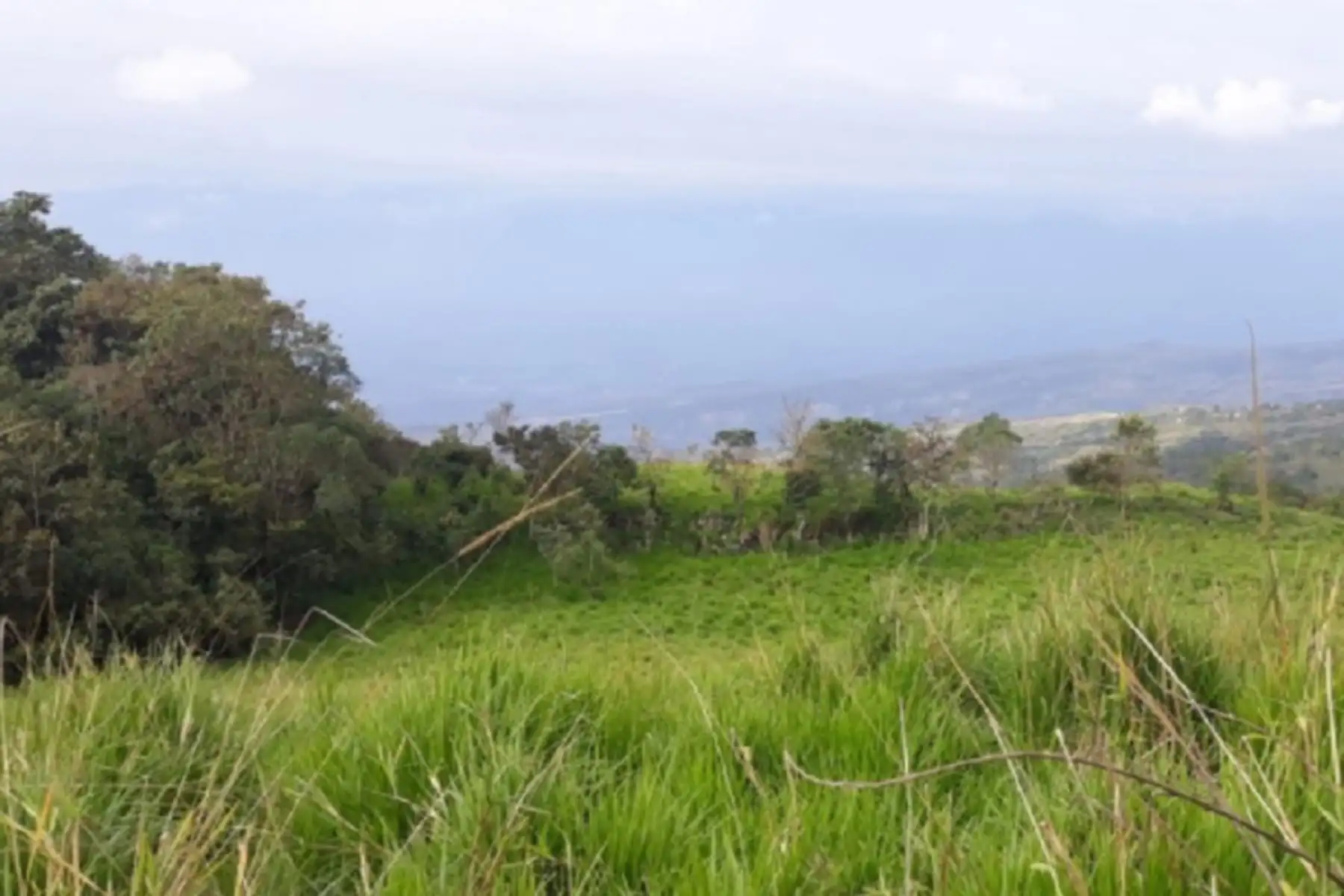 San Martín: reactivan ganadería con plantación de pastos cultivados en más de 3,000 hectáreas. Foto: Minagri