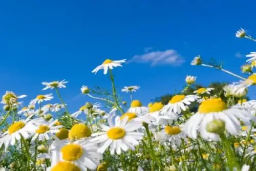 Tanto para la región andina oriental y región amazónica predominarán temperaturas del aire ligeramente más cálidas de lo usual; mientras que en la Sierra occidental se presentarían temperaturas del aire ligeramente más frías.