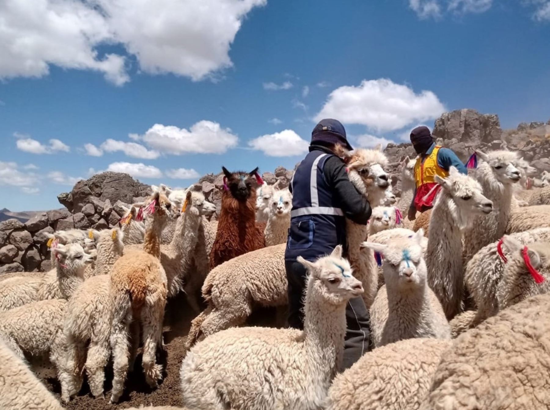 Entregan kits veterinarios para proteger al ganado de Huancavelica de las bajas temperaturas. ANDINA/Difusión