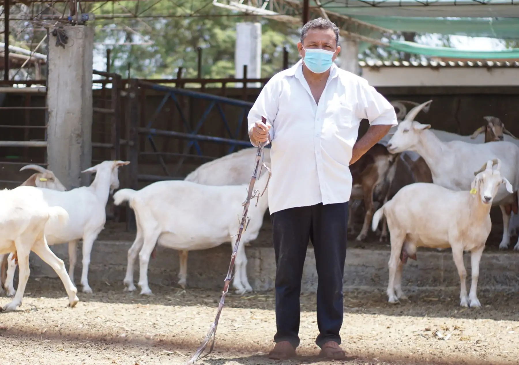 Wilfredo Vidal es un emprendedor de Sullana que ha desarrollado un negocio con la crianza de ganado caprino y con la elaboración de productos derivados. Foto: Jahel Yovera