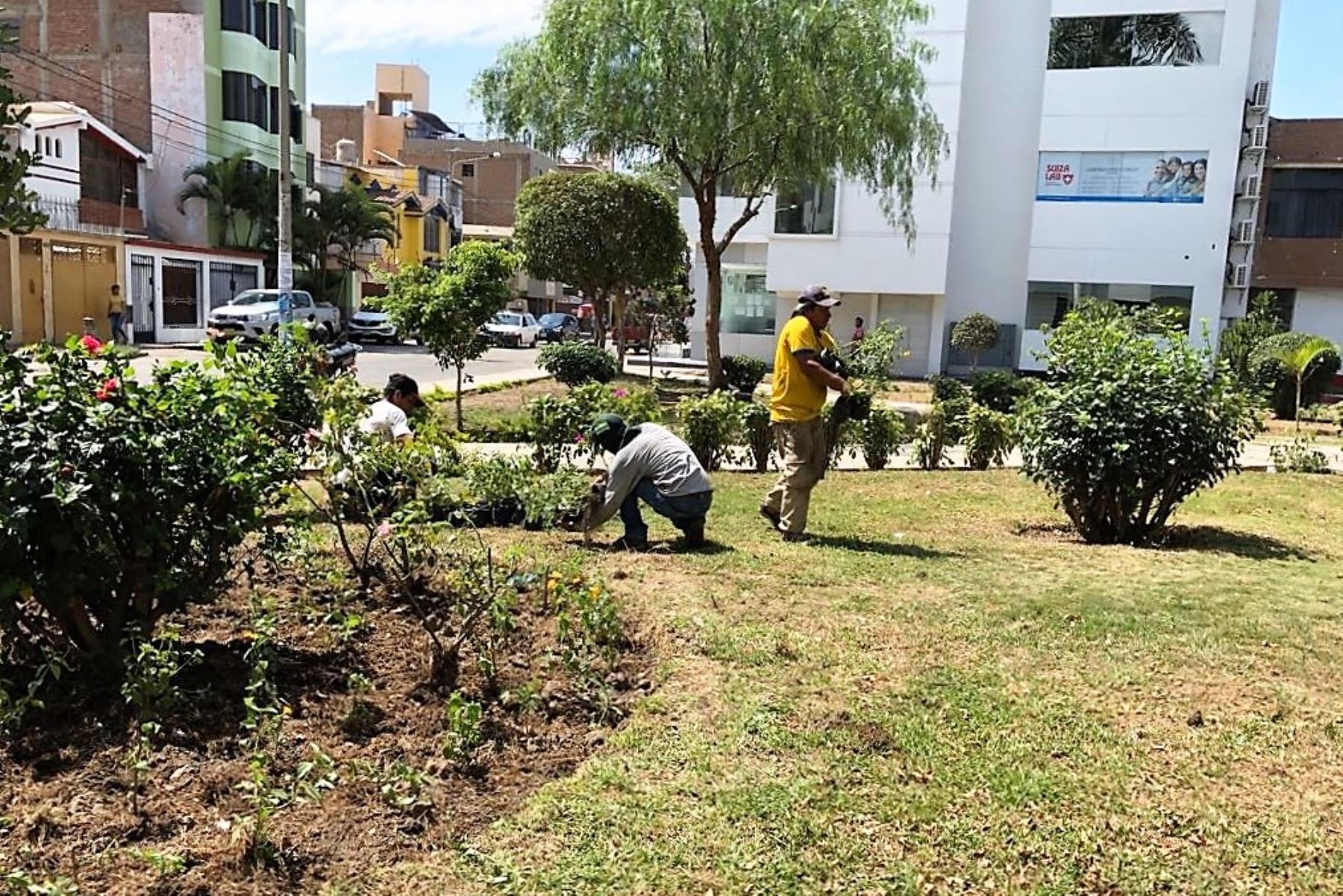 Personal edilicio brinda mantenimiento a las áreas verdes de la ciudad de Chiclayo. Foto: ANDINA/Difusión